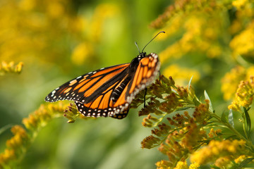 Monarch On Golden Rod