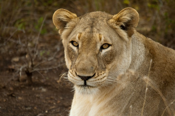 Fototapeta na wymiar female Lion