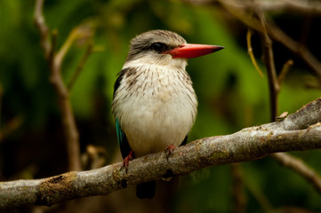 Eisvogel