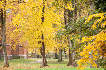 Fototapeta premium Autumn