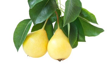 yellow pears with green leaves