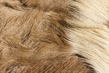 fur textures