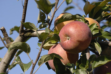 apfel1