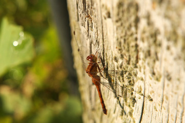 Ruby Meadowhawk Dragonfly Female - Sympetrum rubicundulum
