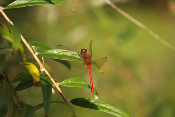 Ruby Meadowhawk Dragonfly Male - Sympetrum rubicundulum