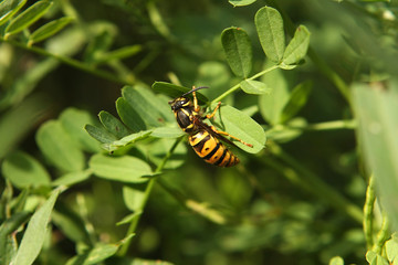 Yellow Jacket On Leaf