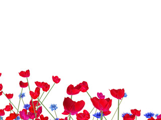 meadow full of  red poppies on white background