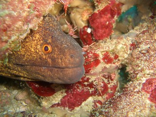 Yellow-margined moral eel