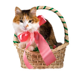 Cat in a Christmas Basket