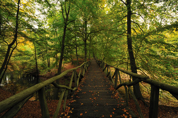 autumn colors in the forest