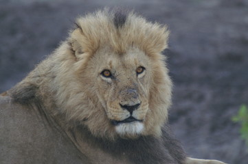 Fototapeta premium KONICA MINOLTA DIGITAL CAMERA