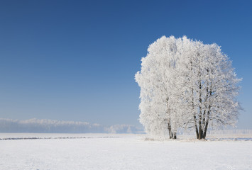 Trees in frost