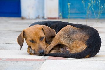 Stray dog