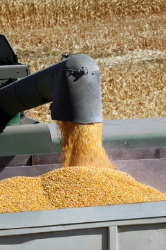 Grain Corn Flowing Into Hopper