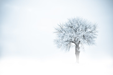 Frozen tree - 18040528
