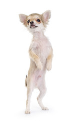 funny chihuahua puppy standing up isolated on white