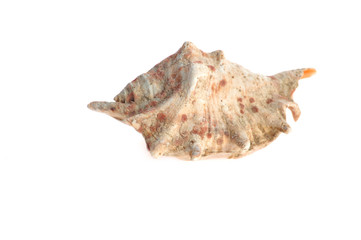 sea cockleshell