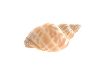 sea cockleshell lies on white