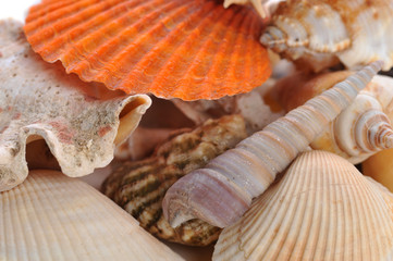 sea cockleshells