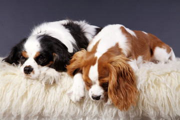 Cavalier King Charles Spaniel Pärchen
