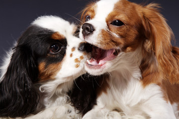 Cavalier King Charles Spaniel Pärchen küsst sich Nahaufnahme