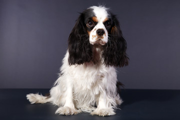 Cavalier King Charles Spaniel schwarz weiss Porträt