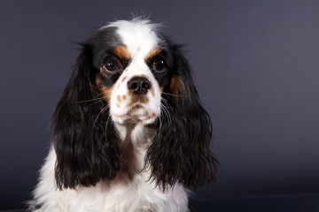 Cavalier King Charles Spaniel schwarz weiss Porträt
