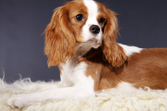 Cavalier King Charles Spaniel braun weiss