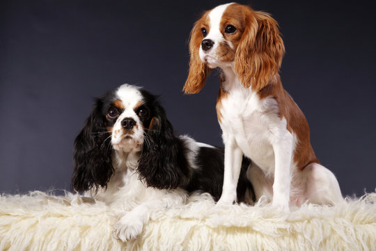 Cavalier King Charles Spaniel P&auml;rchen Portr&auml;t