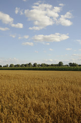 Obraz premium Getreidefeld