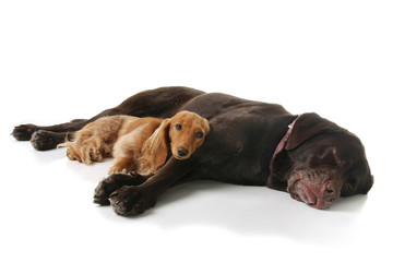 Sleepy dachshund and lab