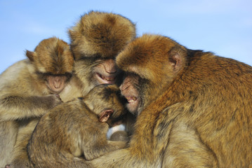 Monkeys family in gibraltar