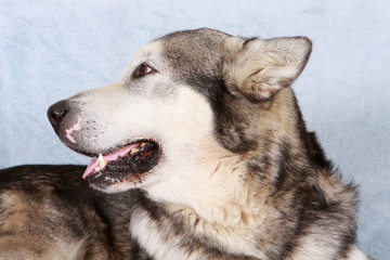 the dog malamute