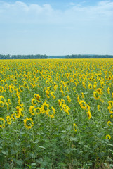 Fototapeta premium Sunflower field