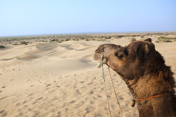 in thar desert near jaisalmer