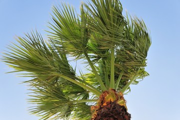 Baum