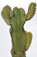 Kaktus
