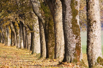 St&auml;mme von Alleeb&auml;umen im Herbst