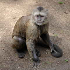 Monkey