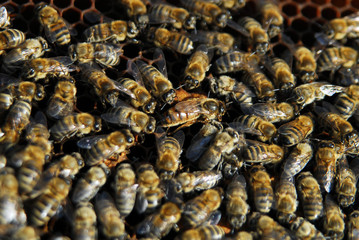 bee