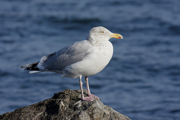 Fototapeta na wymiar Herring Gull By The Ocean