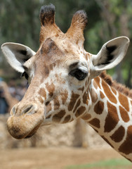 Giraffe.