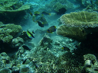 Naklejka na ściany i meble Bunte Fischvielfalt an Korallen