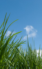 Grass against blue sky