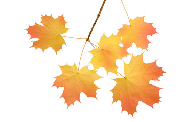 Naklejka na ściany i meble leaves - autumn