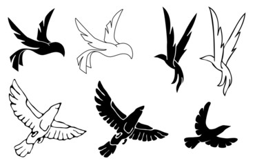 Birds