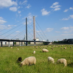 Düsseldorfer Rheinkniebrücke mit Rheinwiesen