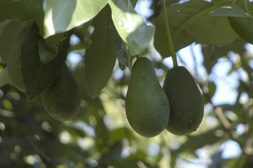 Aguacates 01