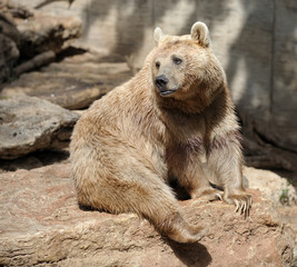 Fototapeta premium Bear