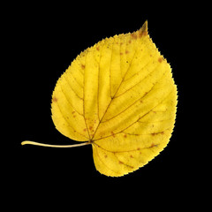 Blattoberseite der Sommerlinde im Herbst